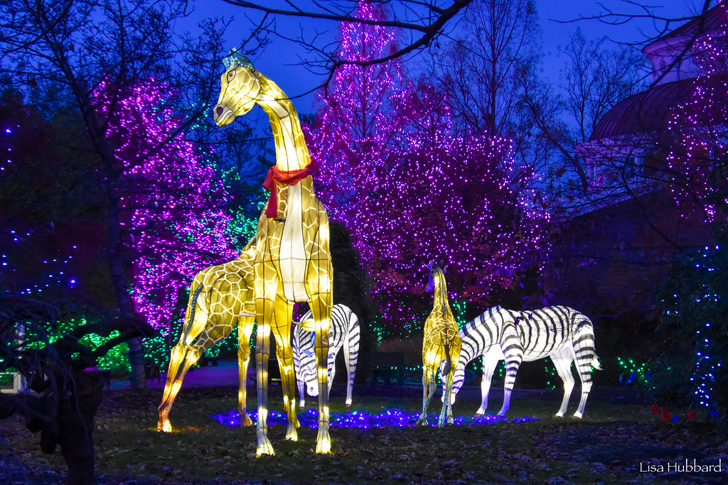 Best Places To See Christmas Lights: Louisville, Lexington, Cincinnati, &Amp; Indianapolis Girafe Lantern